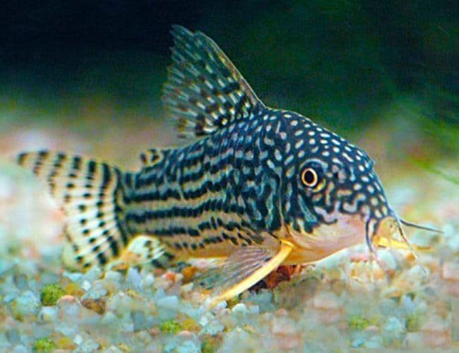 Sterbai Cory